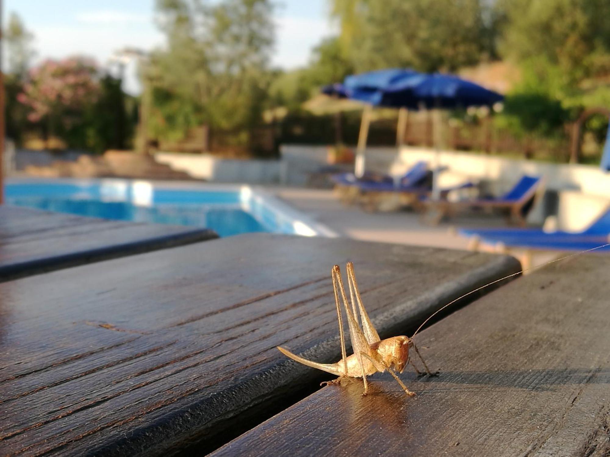Agriturismo Cornieto Monteleone dʼOrvieto Eksteriør bilde