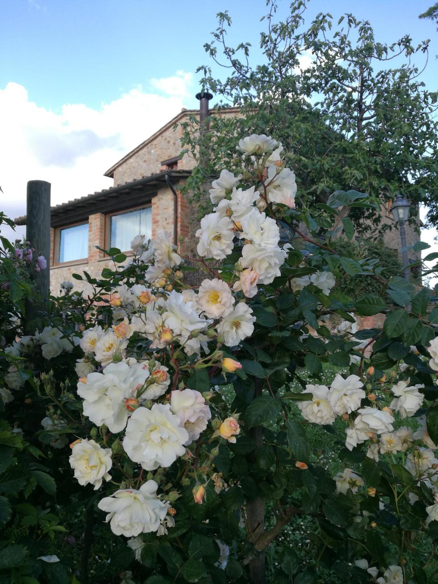 Agriturismo Cornieto Monteleone dʼOrvieto Eksteriør bilde
