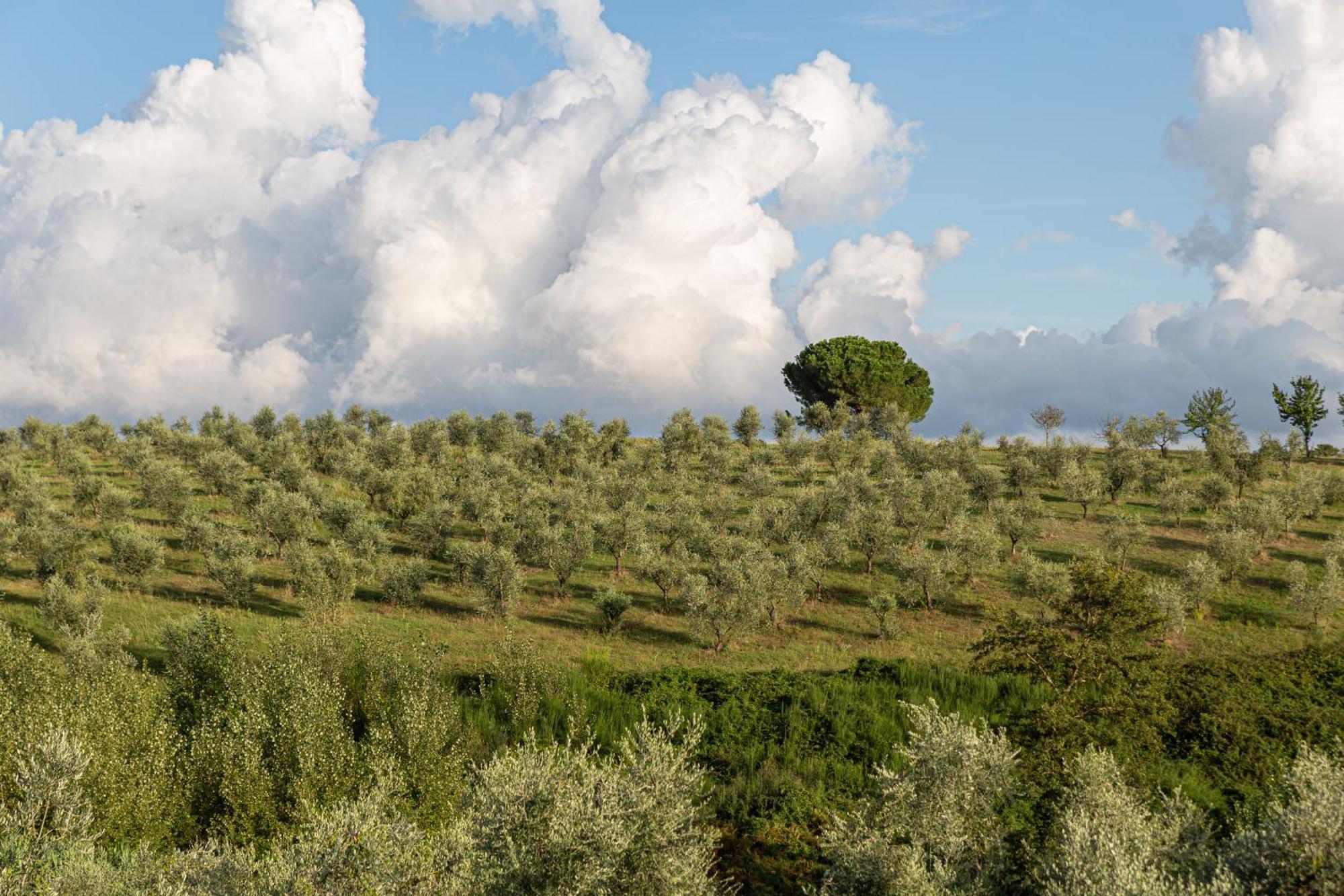 Agriturismo Cornieto Monteleone dʼOrvieto Eksteriør bilde