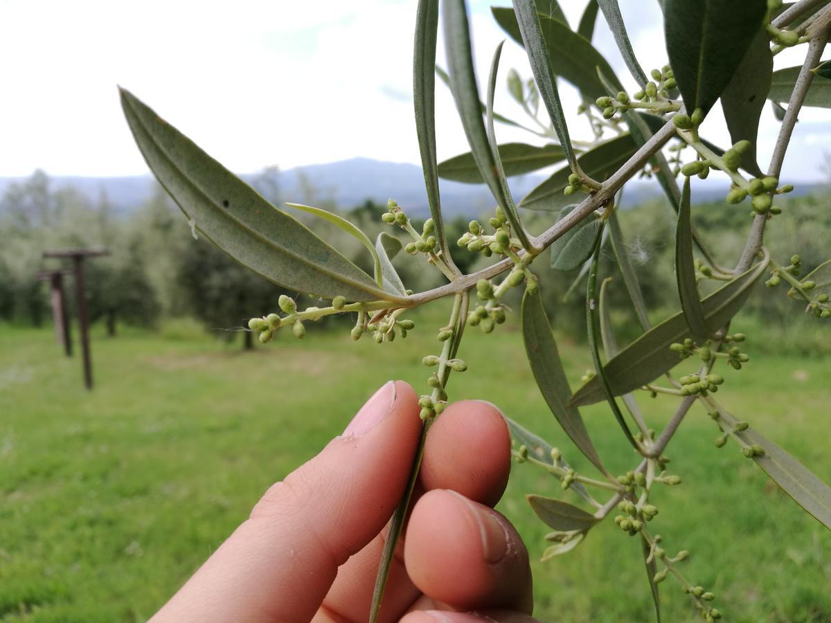 Agriturismo Cornieto Monteleone dʼOrvieto Eksteriør bilde